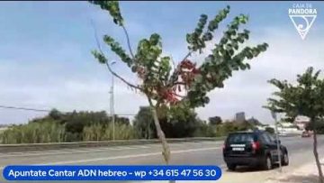 Privado: [ID: uml7c9D5gPs] Youtube Automatic