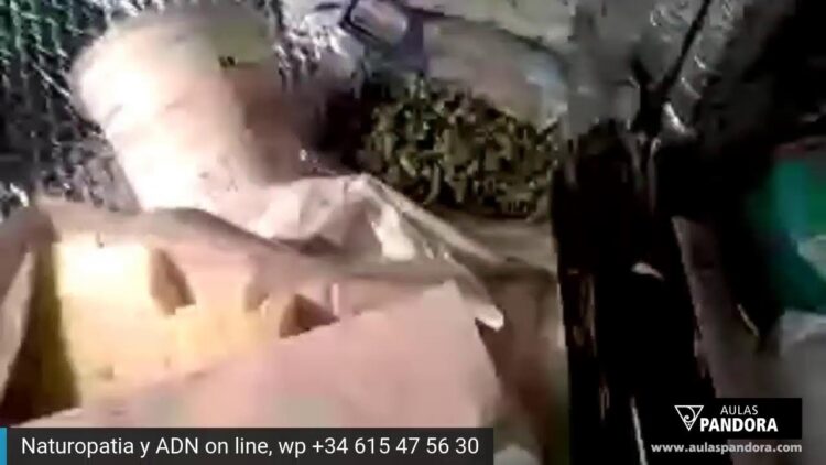Comprita del super, 6 alimentos destaco propiedades. Picada de perejil y ajo crudo