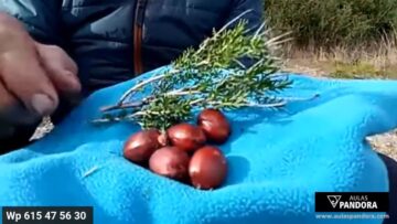 aqui-comiendo-plantas-silvestres-in-situ-disfrute-y-propiedades