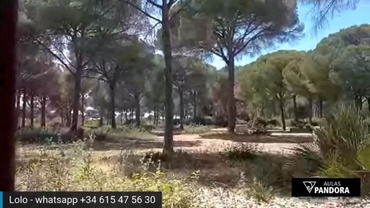 en-directo-en-un-paseo-de-unos-10-miits-por-el-bosque-regeneracion-de-la-tierra