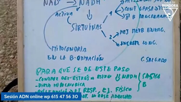 envejecimiento ‌estres ‌energia ‌explicacion ‌bioquimica ‌