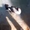 Naturaleza, ‌animales, ‌salvajes, ‌ADN. Ahora ‌en ‌vivo ‌