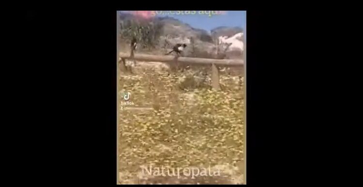 sube ‌vibra ‌en ‌31 ‌seg ‌buen ‌video ‌para ‌compatir ‌