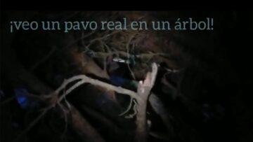 un pavo real en un gran pino flipante