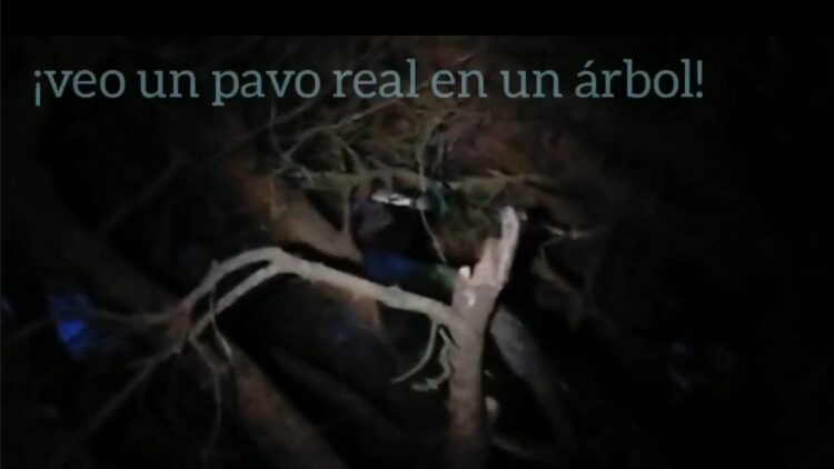 un pavo real en un gran pino flipante